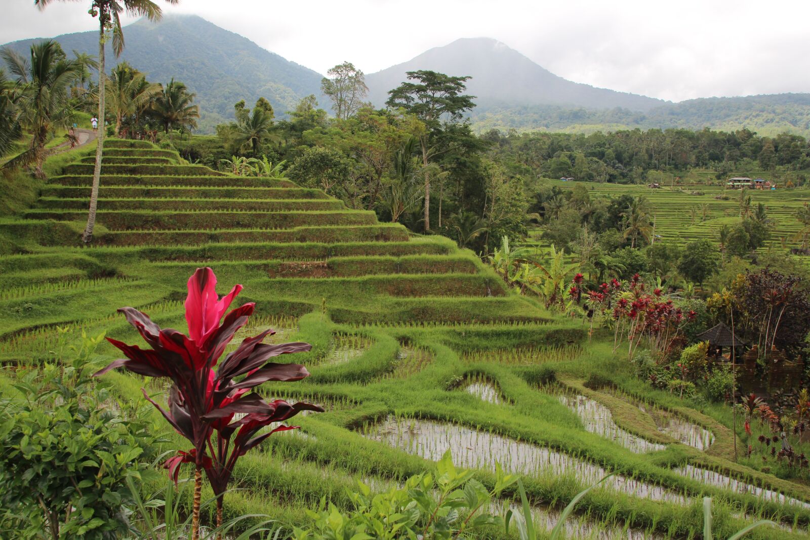 Canon EOS 600D (Rebel EOS T3i / EOS Kiss X5) sample photo. Bali, rice terrace, landscape photography