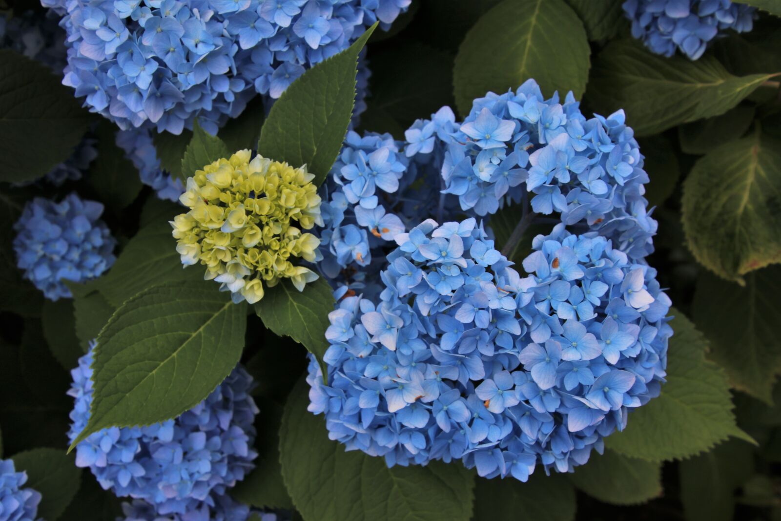 Canon EOS 80D sample photo. Hydrangea, foliage, garden photography