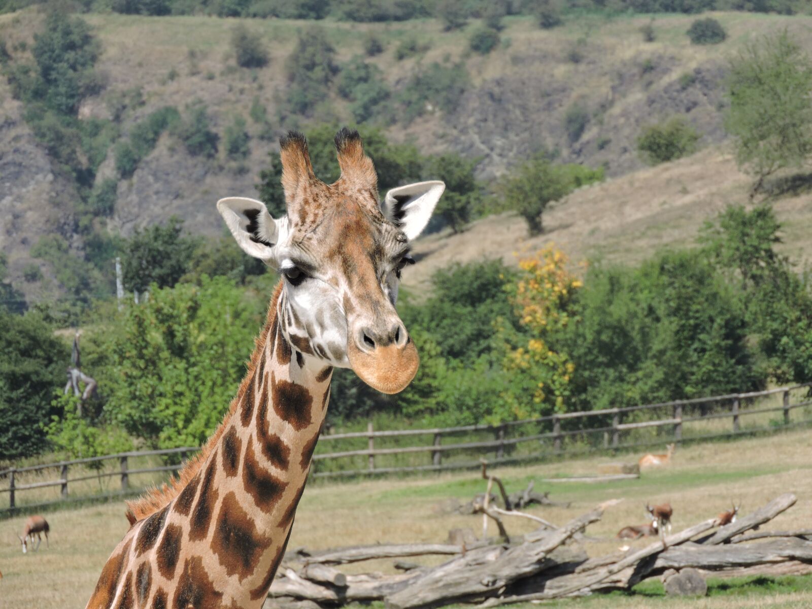 Nikon Coolpix P600 sample photo. Giraffe, zoo, the prague photography