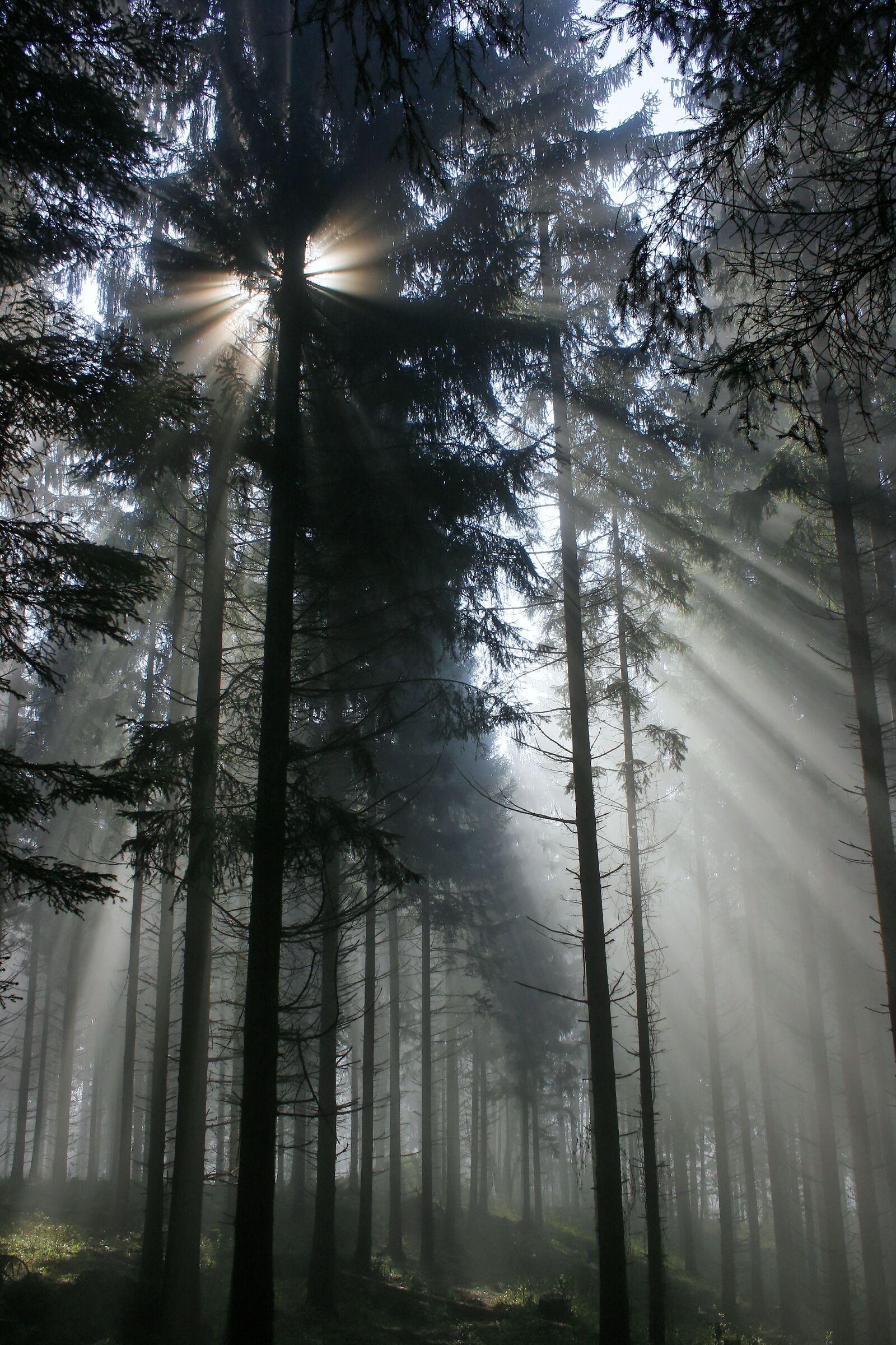 Canon EOS 400D (EOS Digital Rebel XTi / EOS Kiss Digital X) sample photo. Forest, backlighting, trees photography