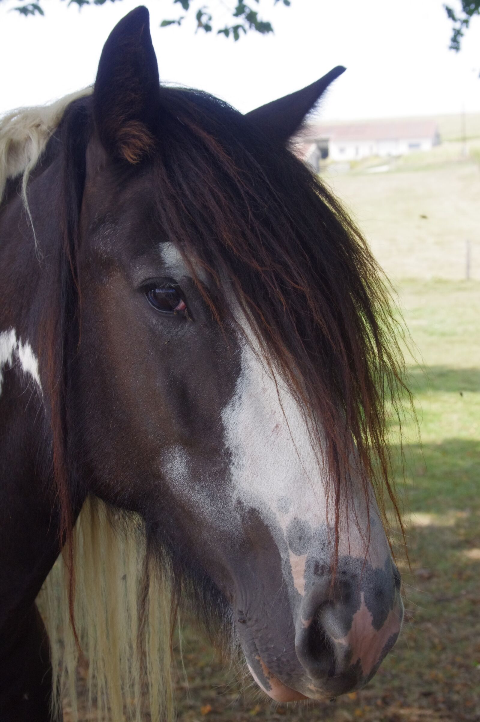 Pentax K-r sample photo. Field, animals, horse photography