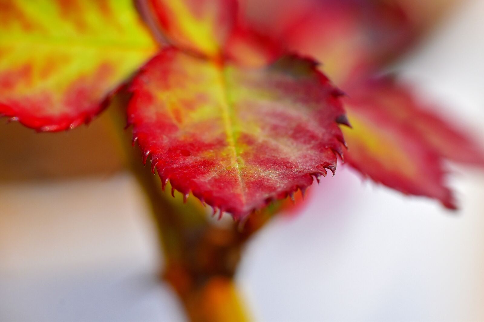 Nikon D5600 sample photo. Rose leaf, red leaf photography