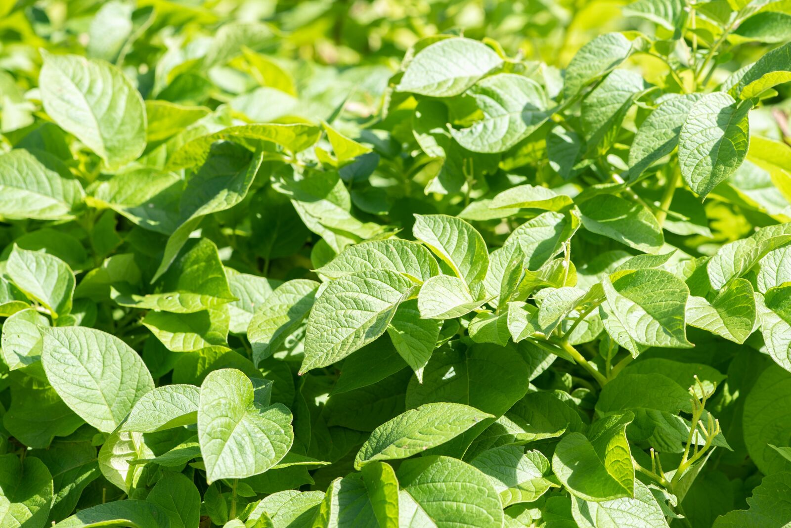 Nikon D750 sample photo. Potato plant, plant, vegetable photography