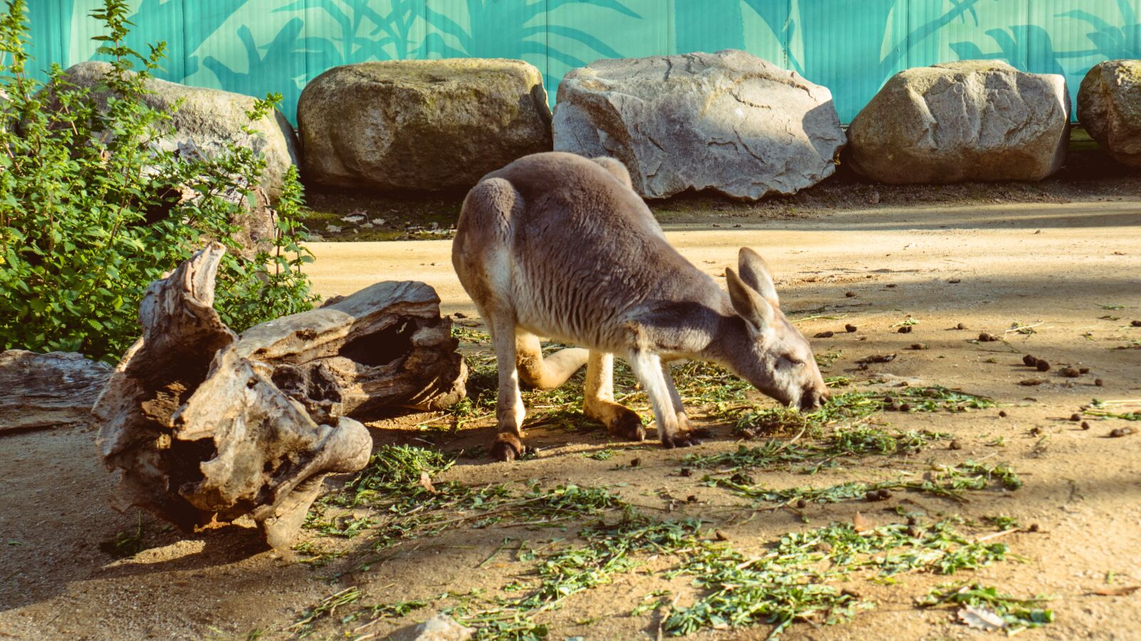 Panasonic Lumix DMC-GH4 sample photo. Kangaroo, zoo, australia photography