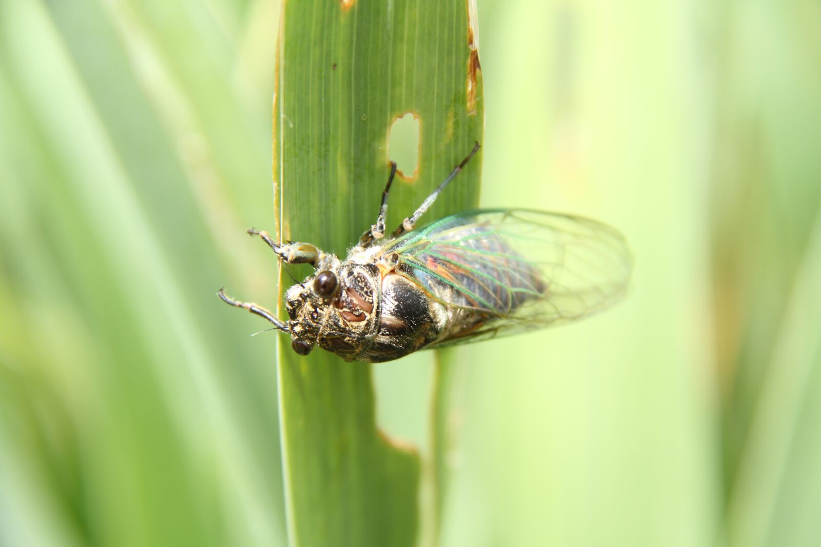 Canon EF-S 18-200mm F3.5-5.6 IS sample photo. Cicada, macro, garden photography