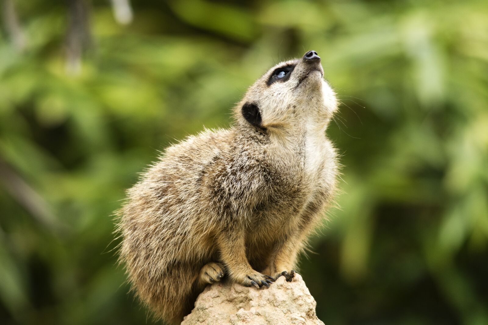 Nikon D5600 sample photo. Suricate, animal, curious photography