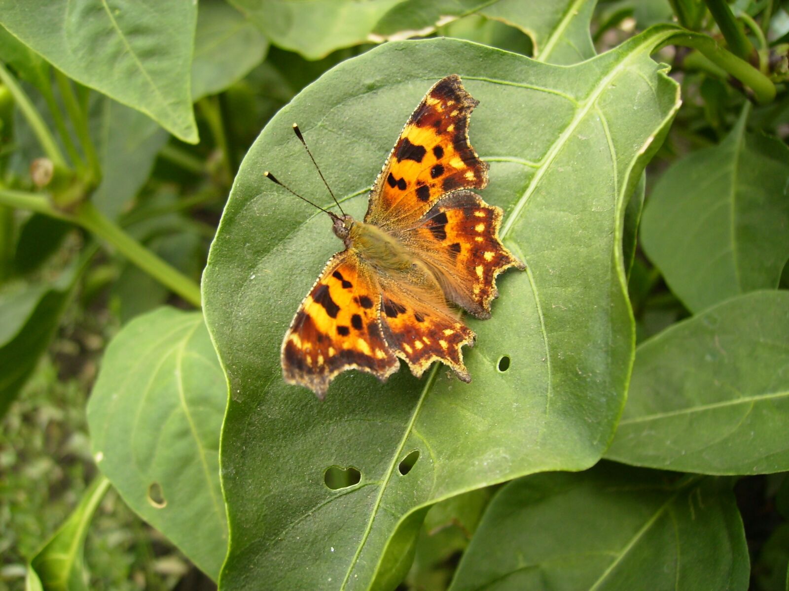 Olympus FE150,X730 sample photo. Butterfly on leaf, butterfly photography