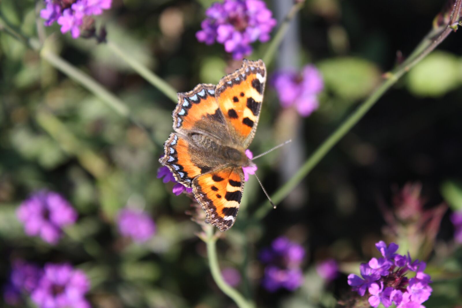 Canon EOS 1000D (EOS Digital Rebel XS / EOS Kiss F) sample photo. Butterfly, tortoiseshell, nature photography