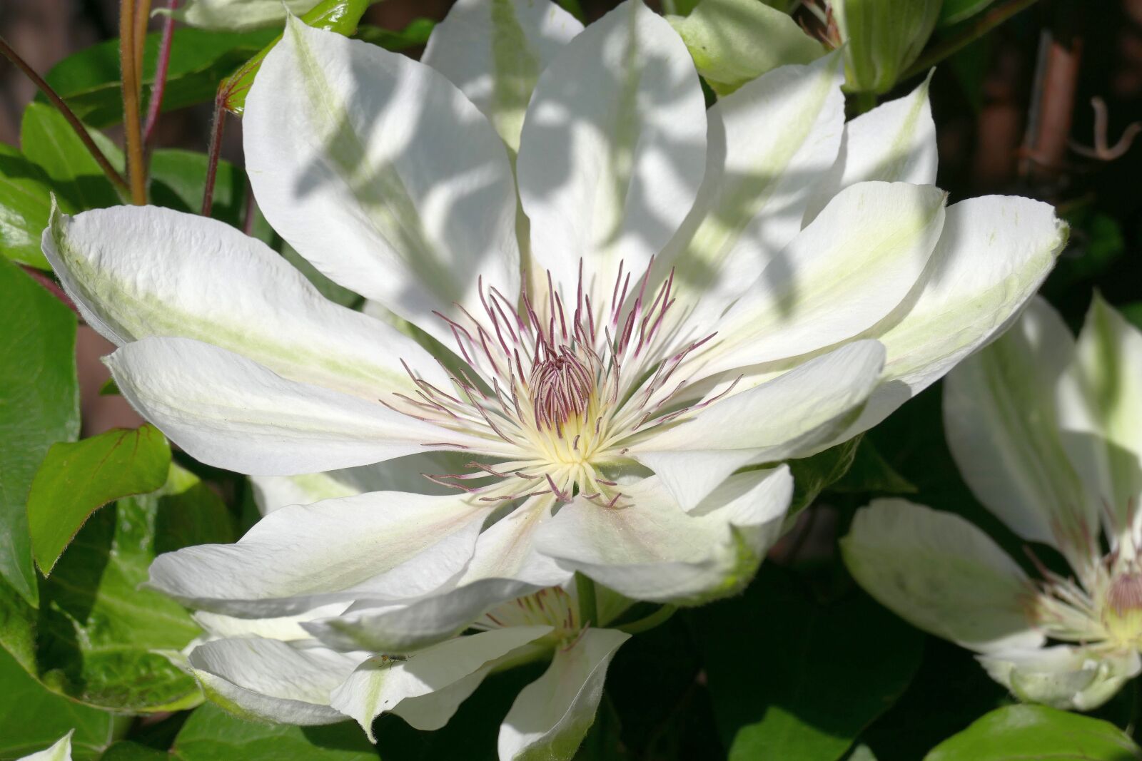 Panasonic Lumix DMC-FZ1000 sample photo. Clematis, garden, plant photography