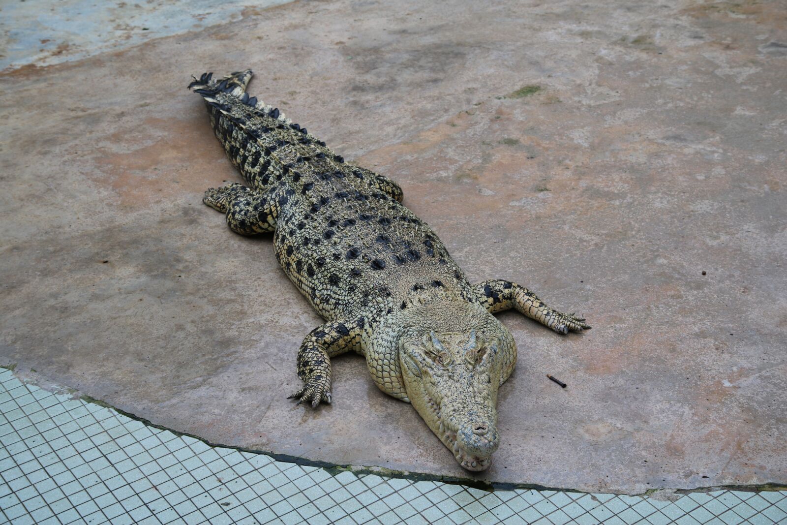 Tamron SP AF 17-50mm F2.8 XR Di II LD Aspherical (IF) sample photo. Crocodile, farm, zoo photography