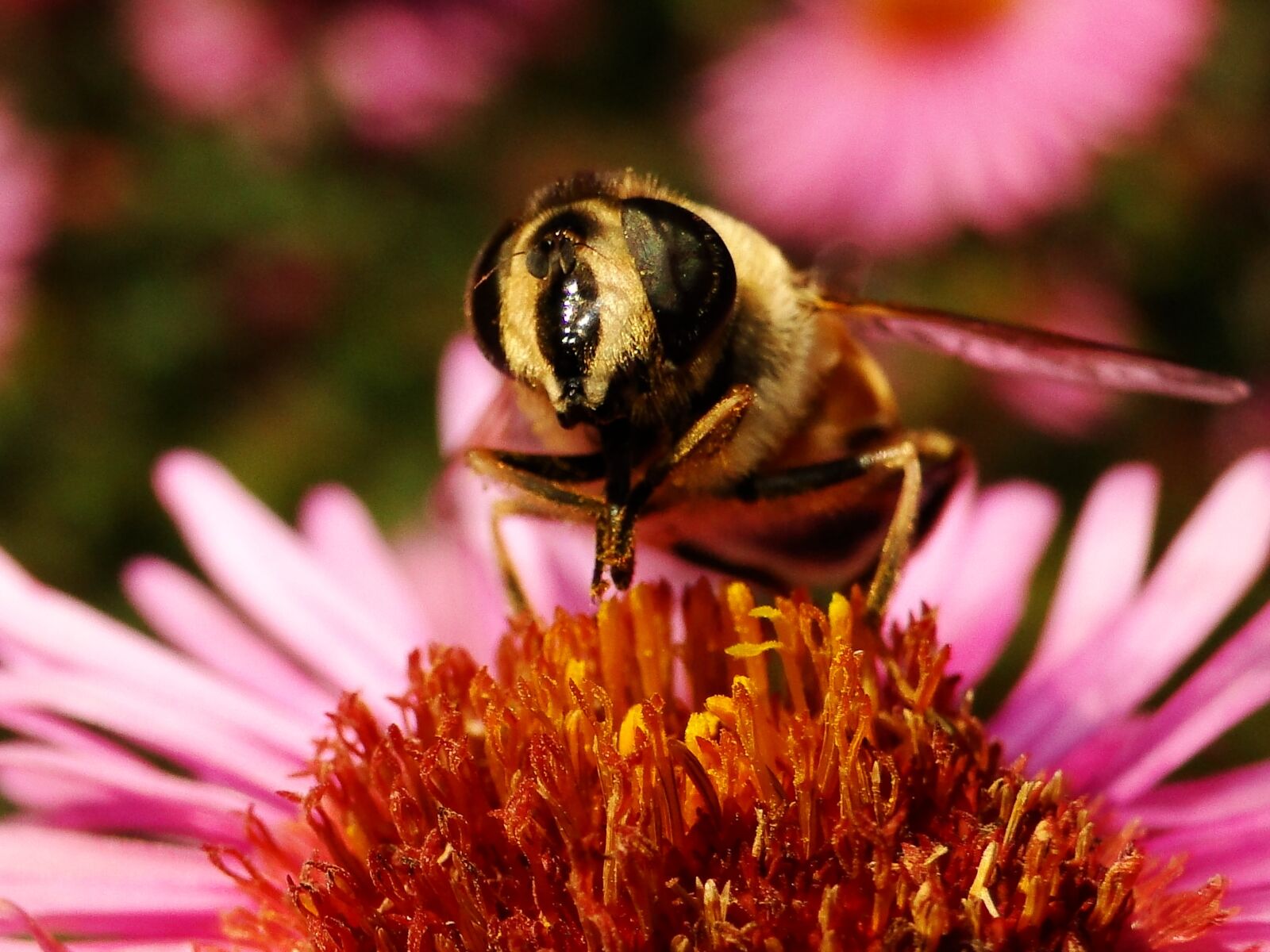 Sony Cyber-shot DSC-HX1 sample photo. Nature, insect, pollen photography