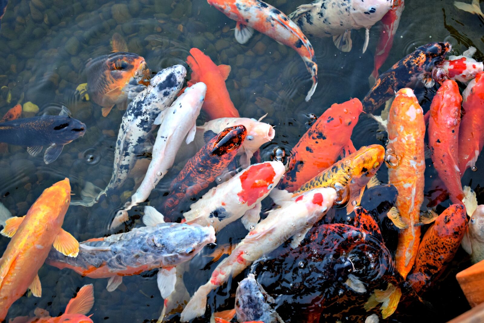 Nikon D3300 sample photo. Fish, koi fish, asian photography