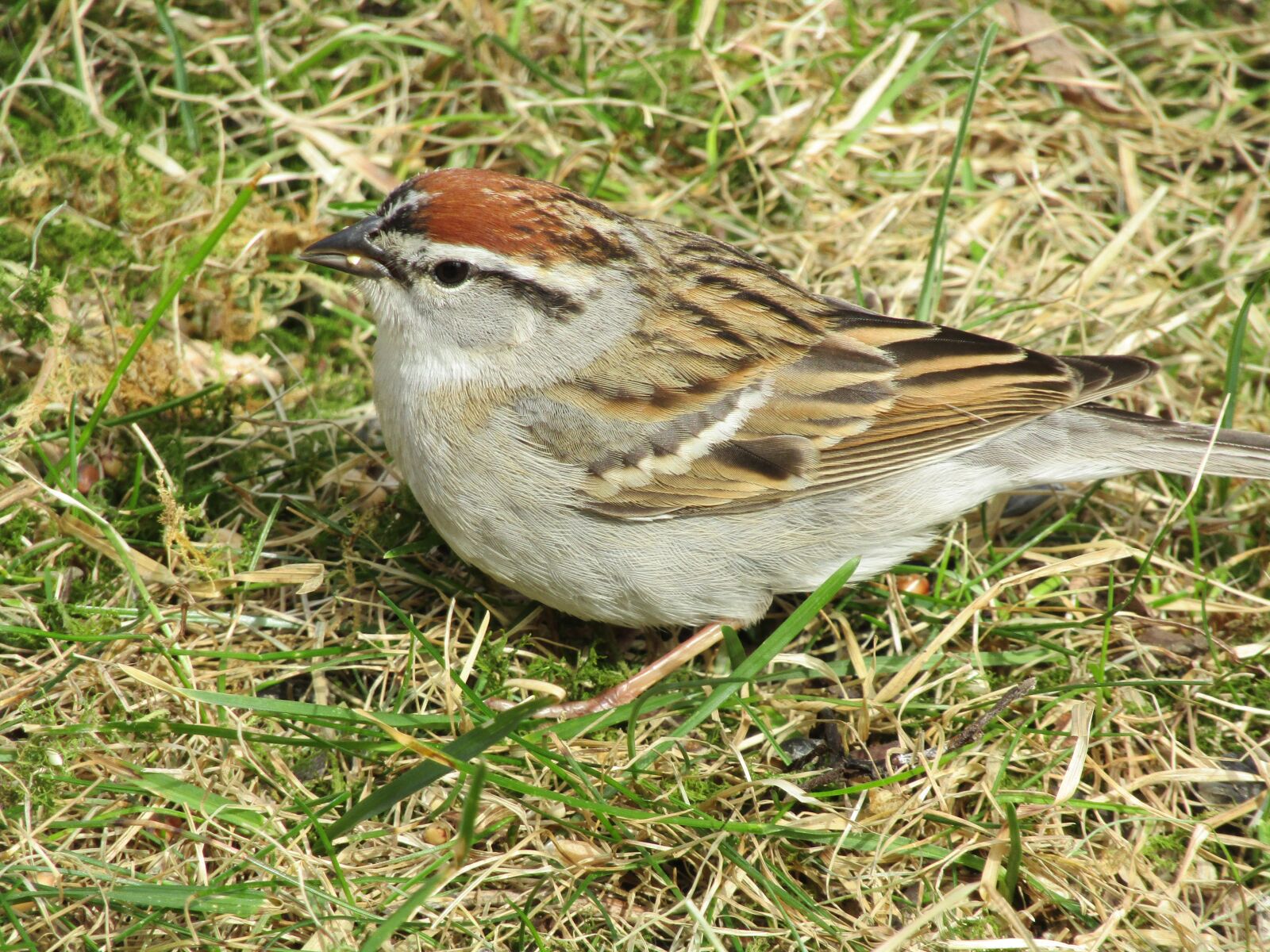 Canon PowerShot SX420 IS sample photo. Bird, sparrow, chipping sparrow photography