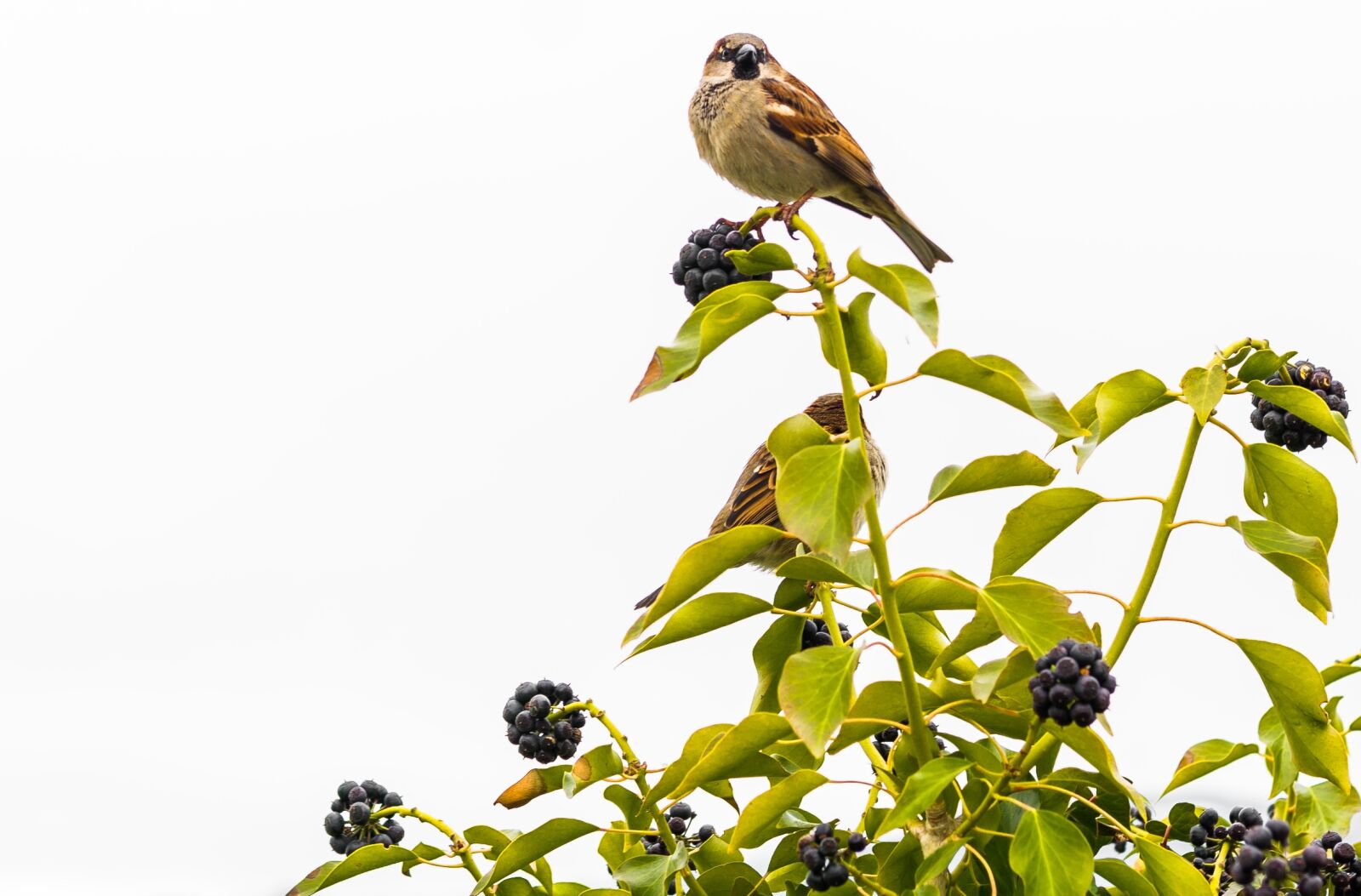 Sony DT 50mm F1.8 SAM sample photo. Bird, nature, animal photography