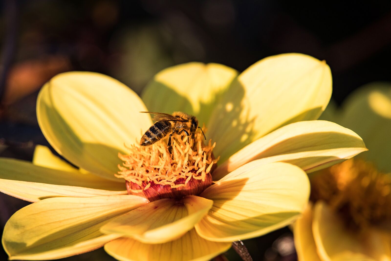 Canon EF-S 55-250mm F4-5.6 IS STM sample photo. Bee, insect, animal photography