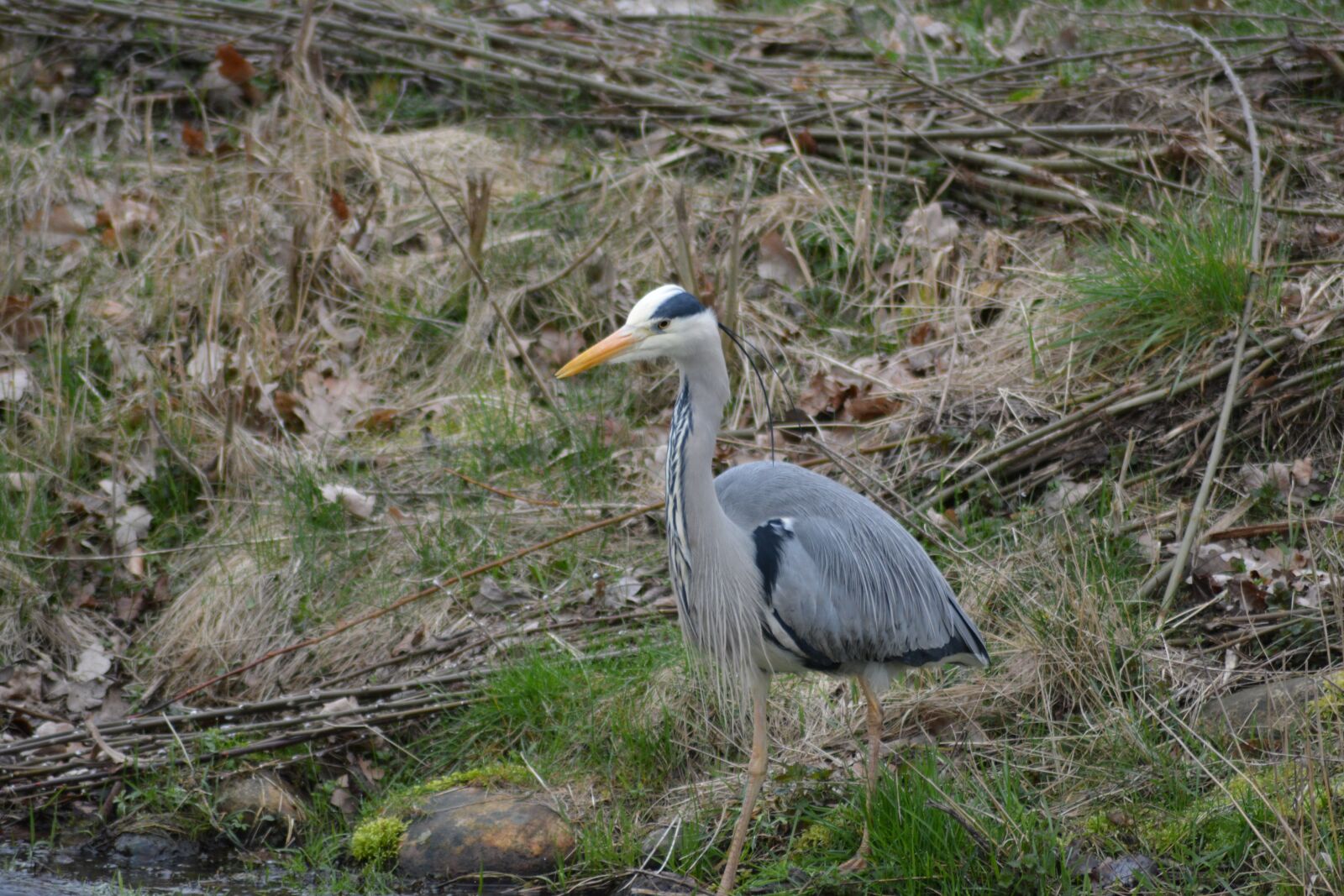 Nikon D5200 sample photo. Heron, grey heron, lake photography
