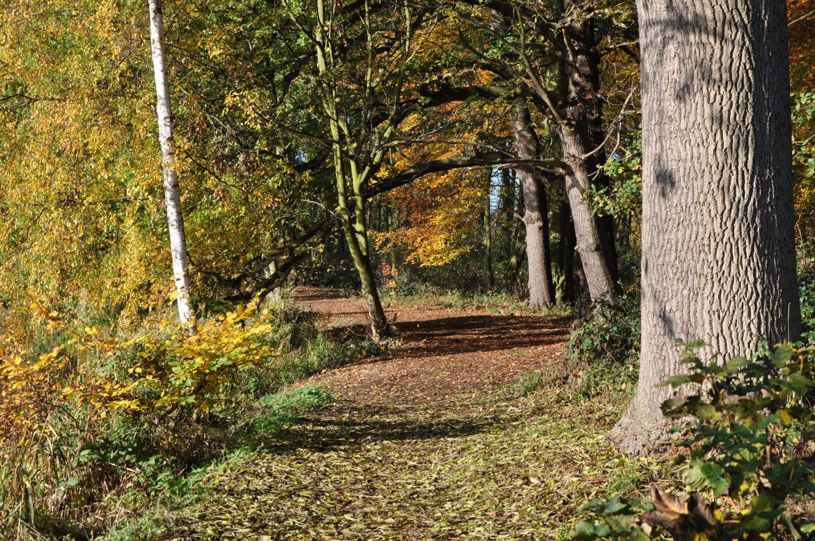 Nikon D90 sample photo. Autumn, woodland, leaves photography