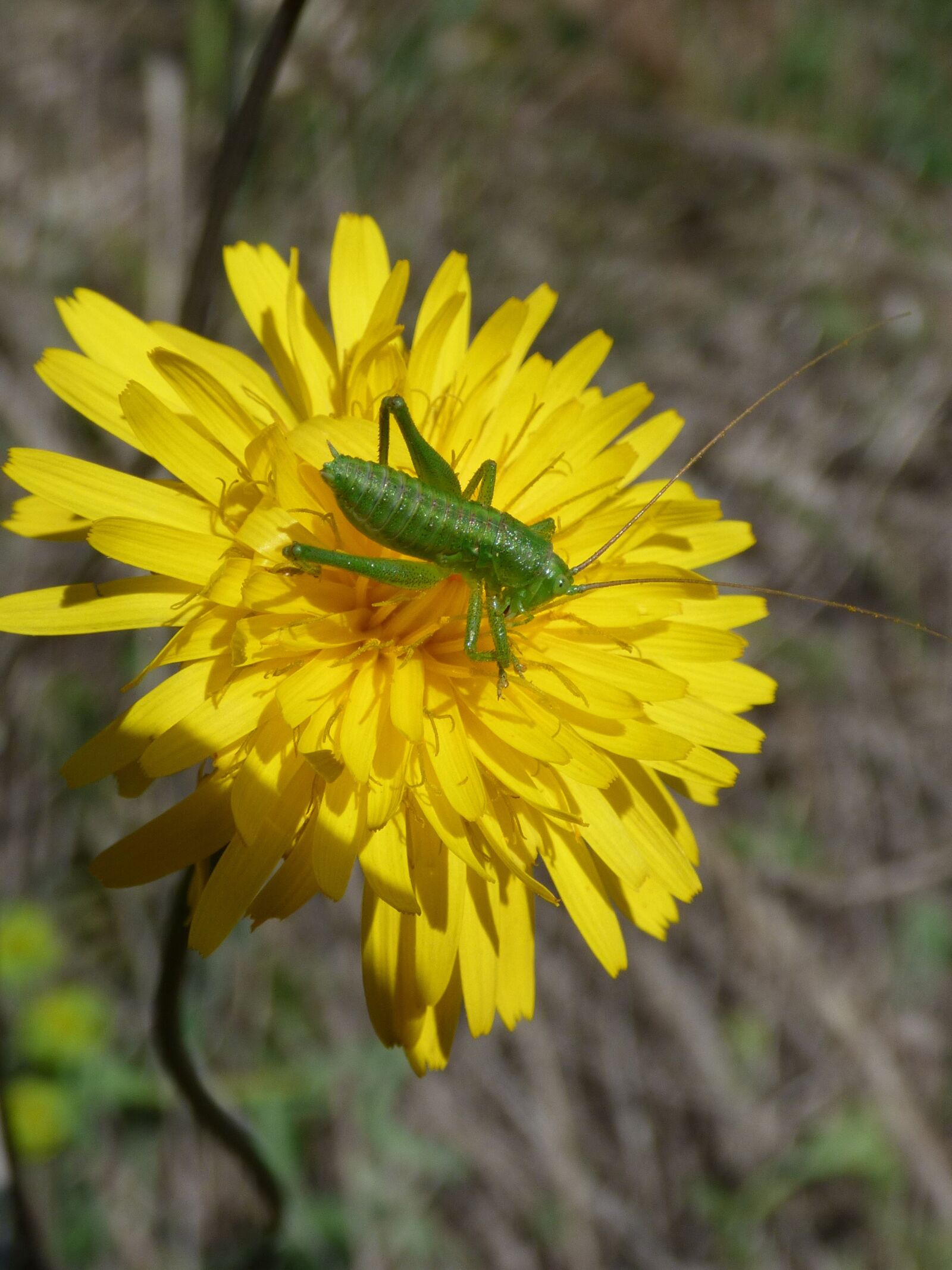 Panasonic Lumix DMC-FZ70 sample photo. Flower, green grasshopper, small photography