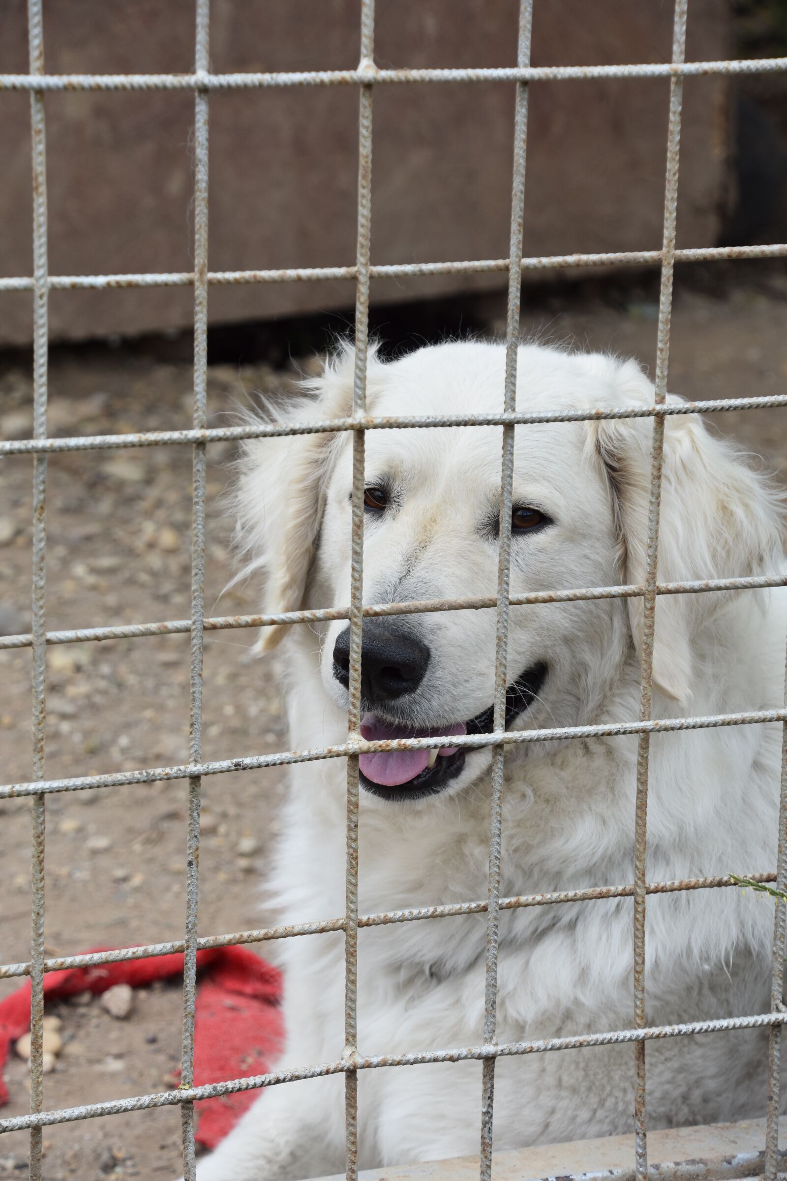 Nikon D7200 sample photo. Shelter, dog, pet photography