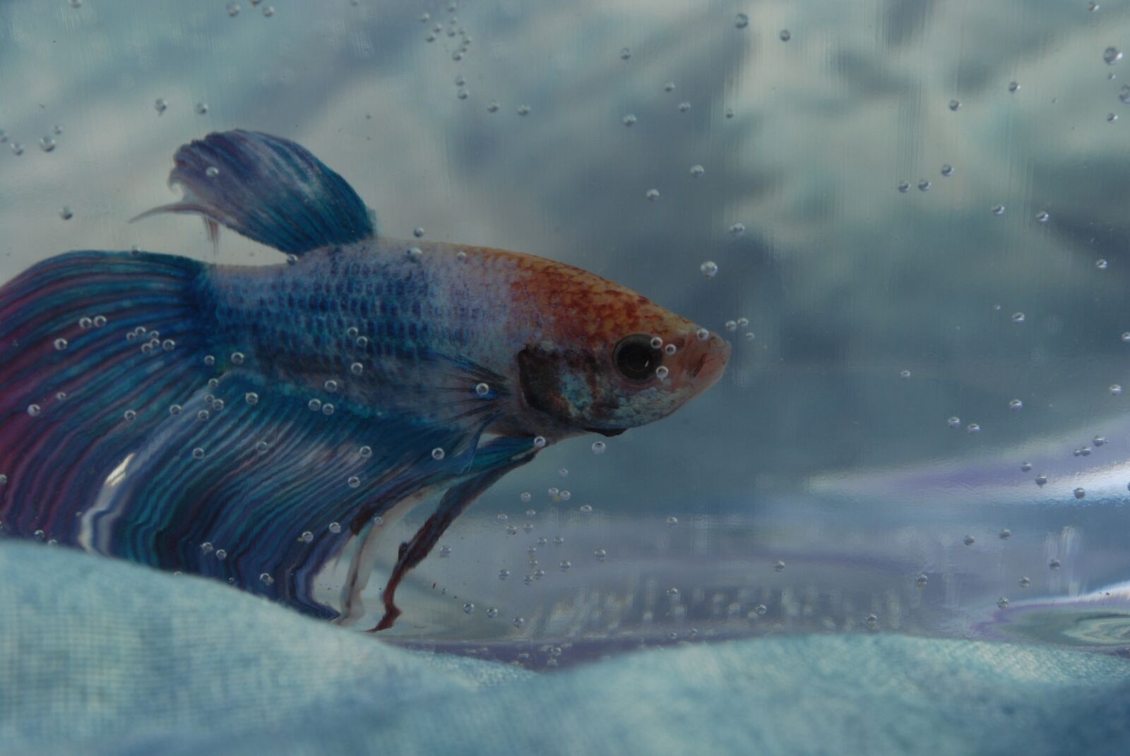 Nikon D60 sample photo. Fish, fish tank, tank photography