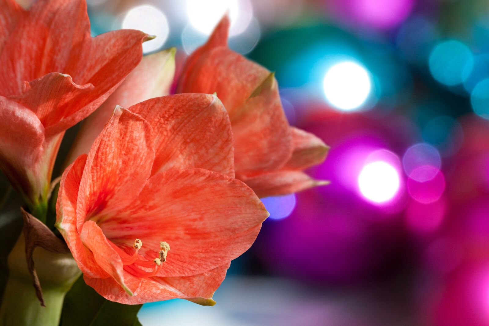 Canon EOS 50D sample photo. Amaryllis, salmon pink, blossom photography