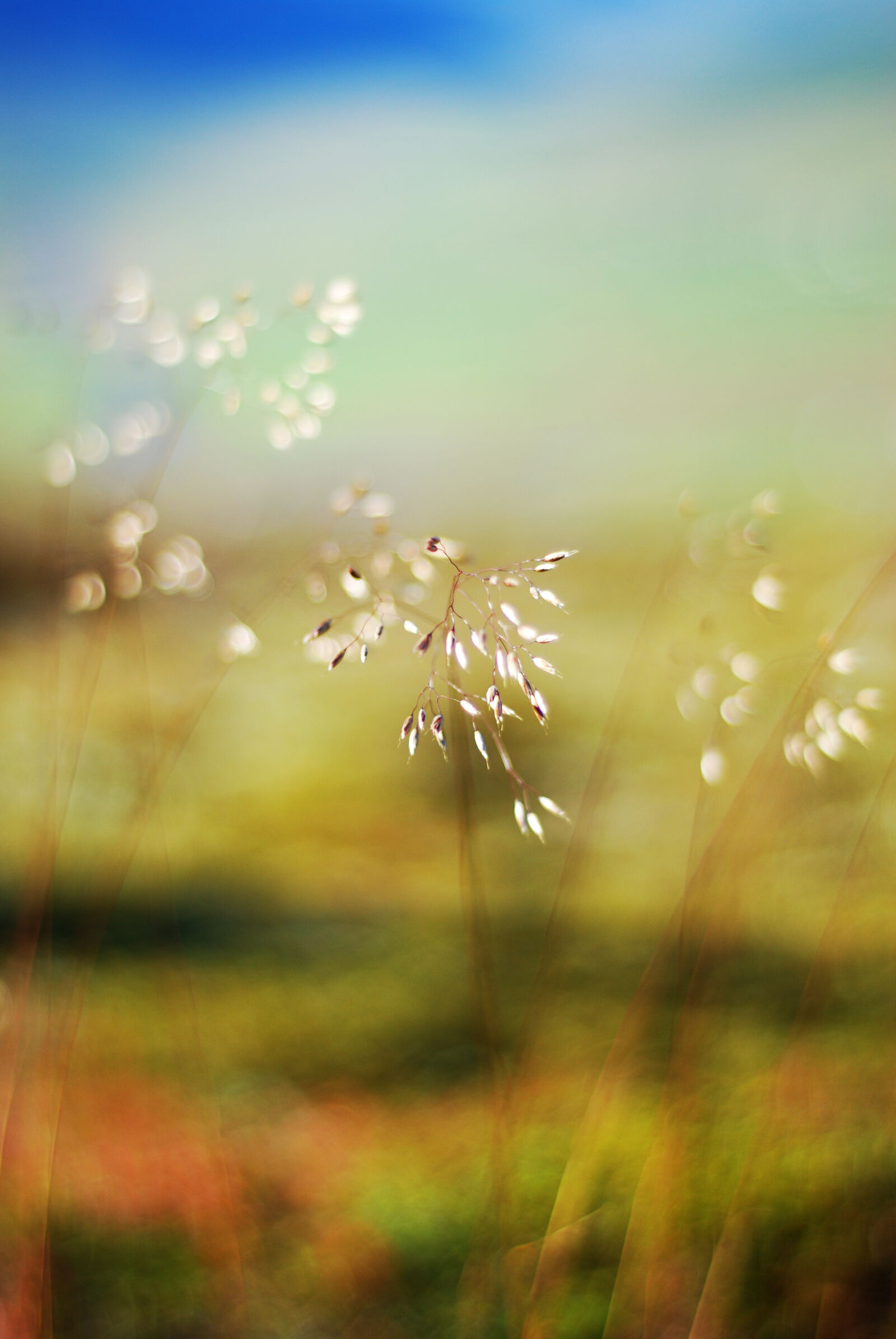 Nikon D80 sample photo. Colours, flower, grass, nature photography