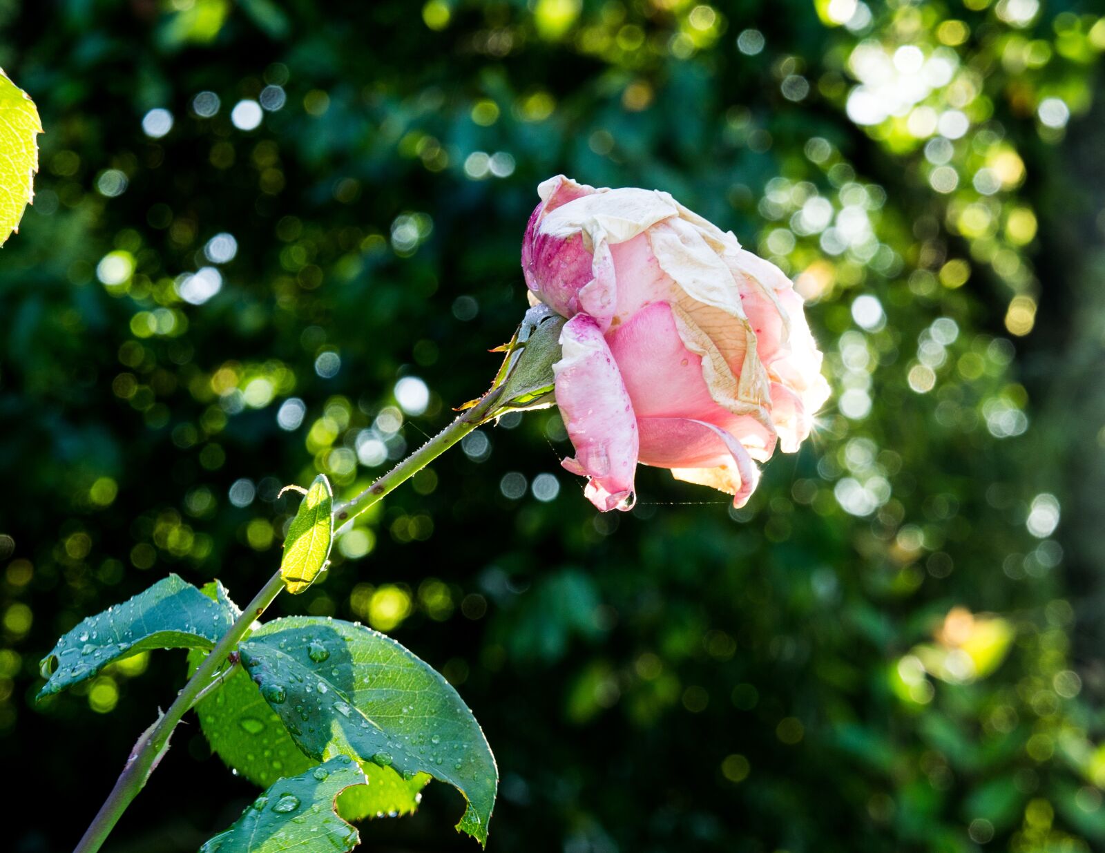 Sony Alpha NEX-3 sample photo. Pink, roses, garden photography