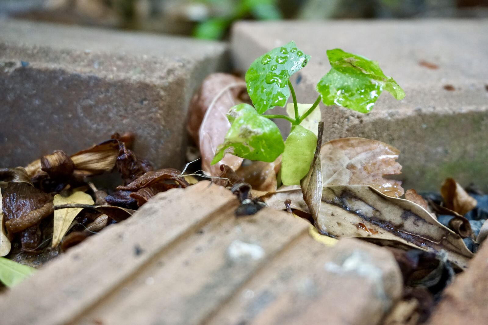 Sony E 16-50mm F3.5-5.6 PZ OSS sample photo. Grow up, green, plant photography
