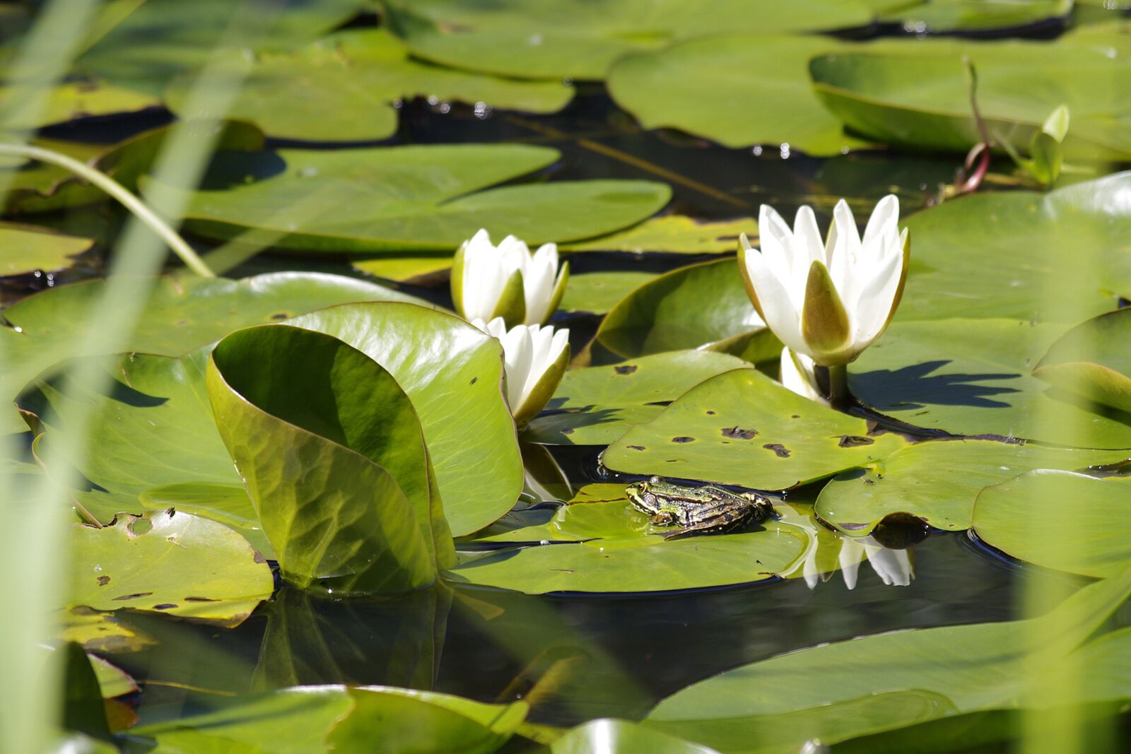 Pentax K-r sample photo. Water lily, pond, frog photography
