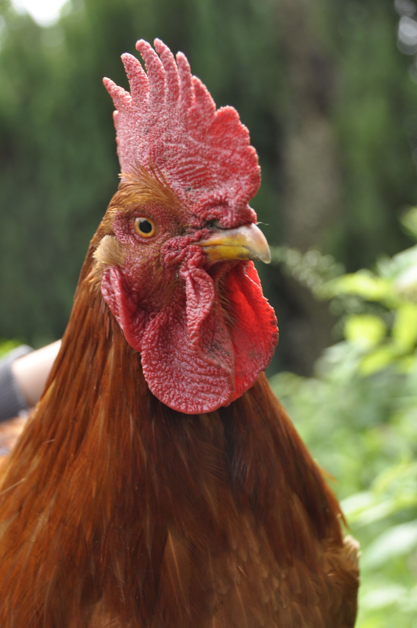 Nikon D90 sample photo. Hahn, plumage, poultry photography