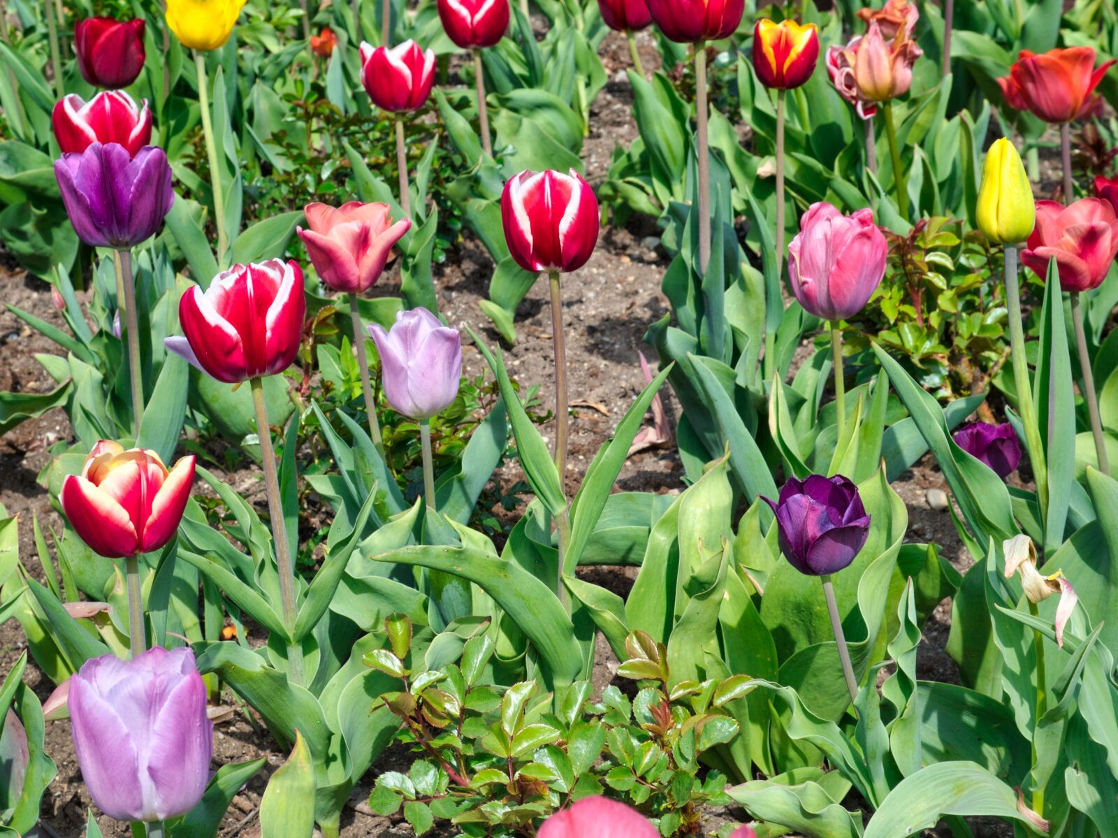 Nikon D7500 sample photo. Tulips, background, texture photography