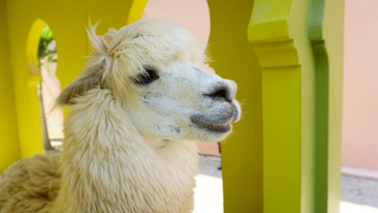 Sony a5100 sample photo. Alpaca, safari, park photography