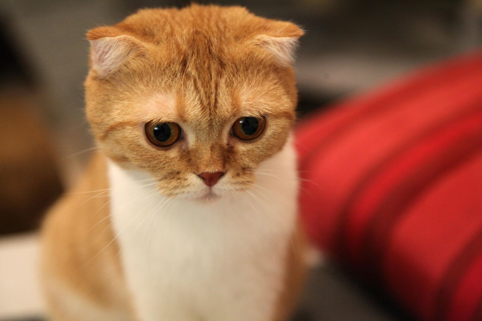 Canon EOS 5D Mark II sample photo. Cat, scottish fold, scottish photography