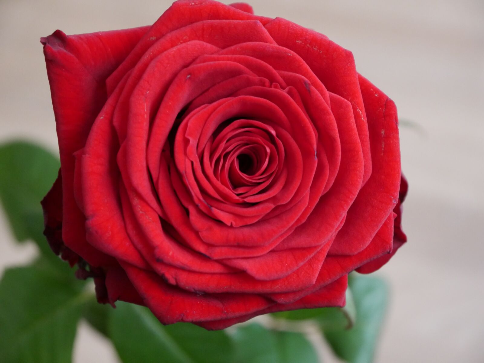Panasonic DMC-G70 sample photo. Red, rose, blossom photography