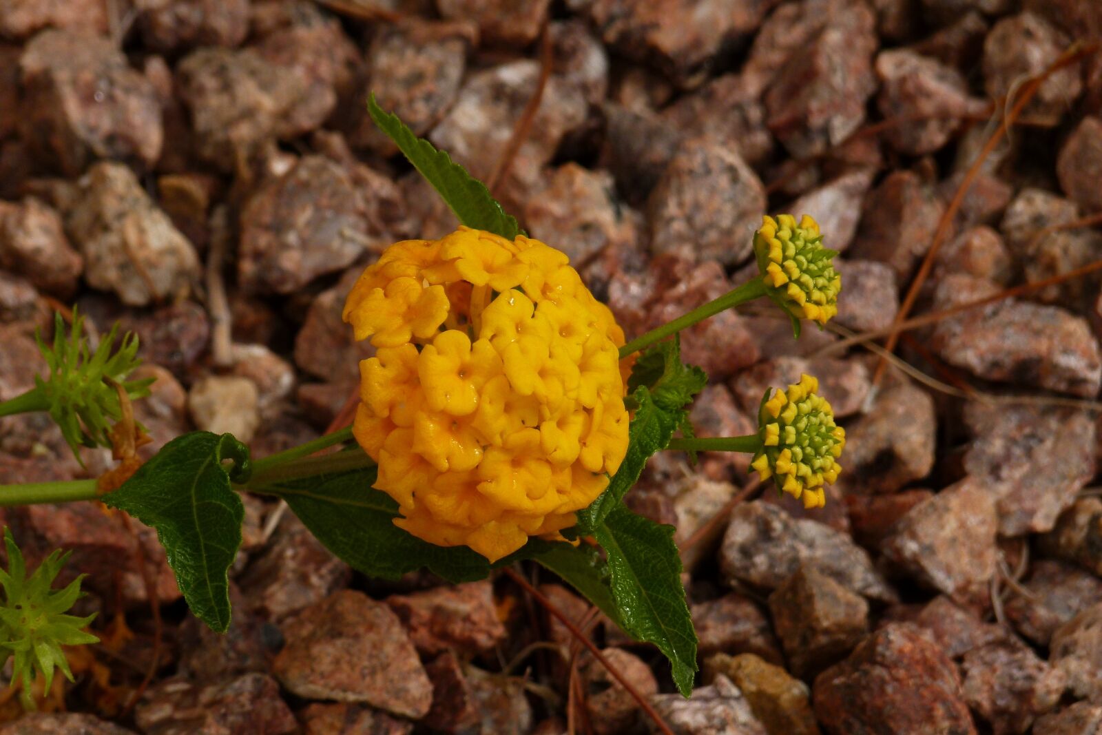 Panasonic Lumix DMC-FZ100 sample photo. Yellow, exotic, flower photography