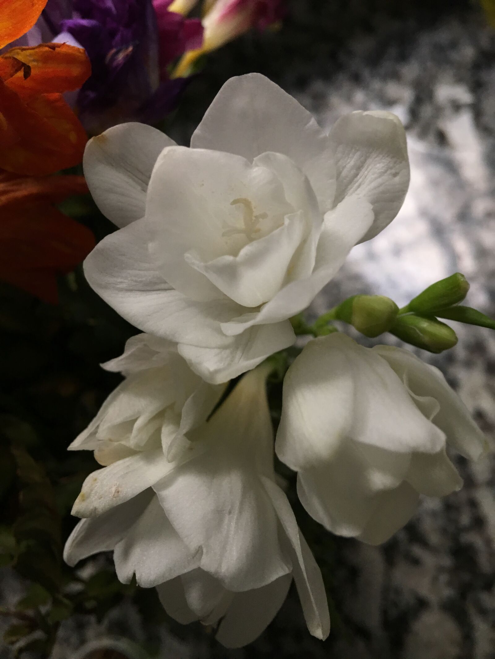 Apple iPhone 6s Plus sample photo. Withered flower, white, white photography