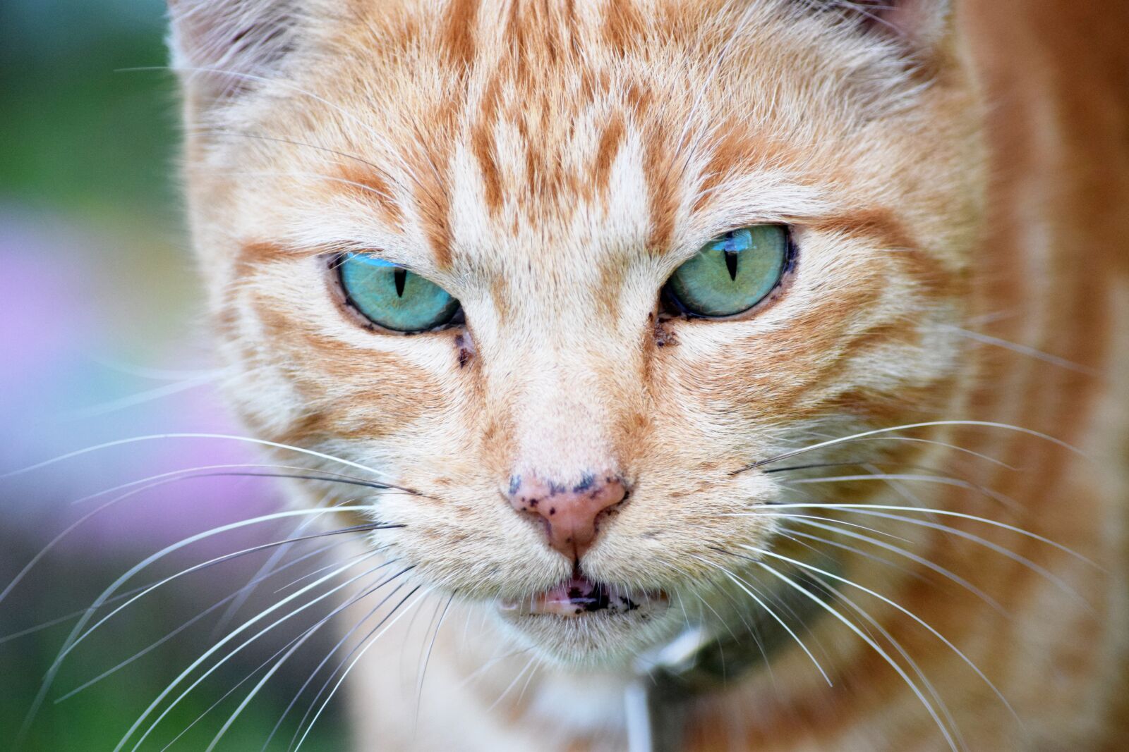 Nikon D3300 sample photo. Cat, stripes, domestic photography