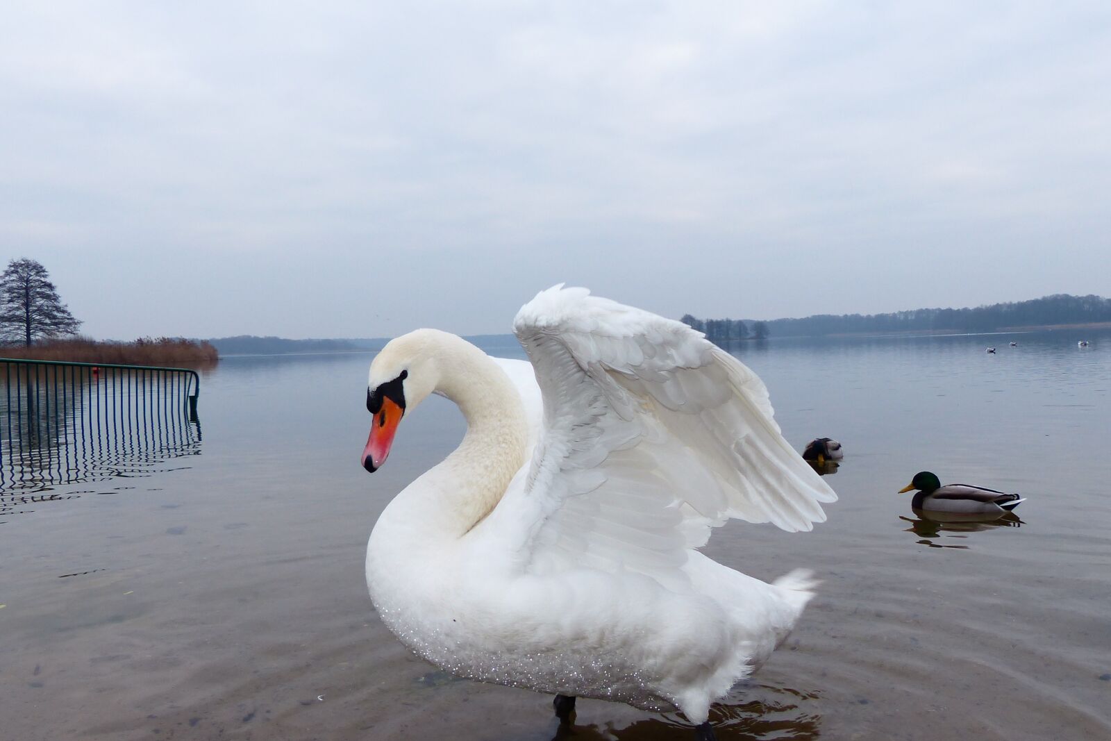 Panasonic Lumix DMC-FZ200 sample photo. Mute swan, tom, portrait photography