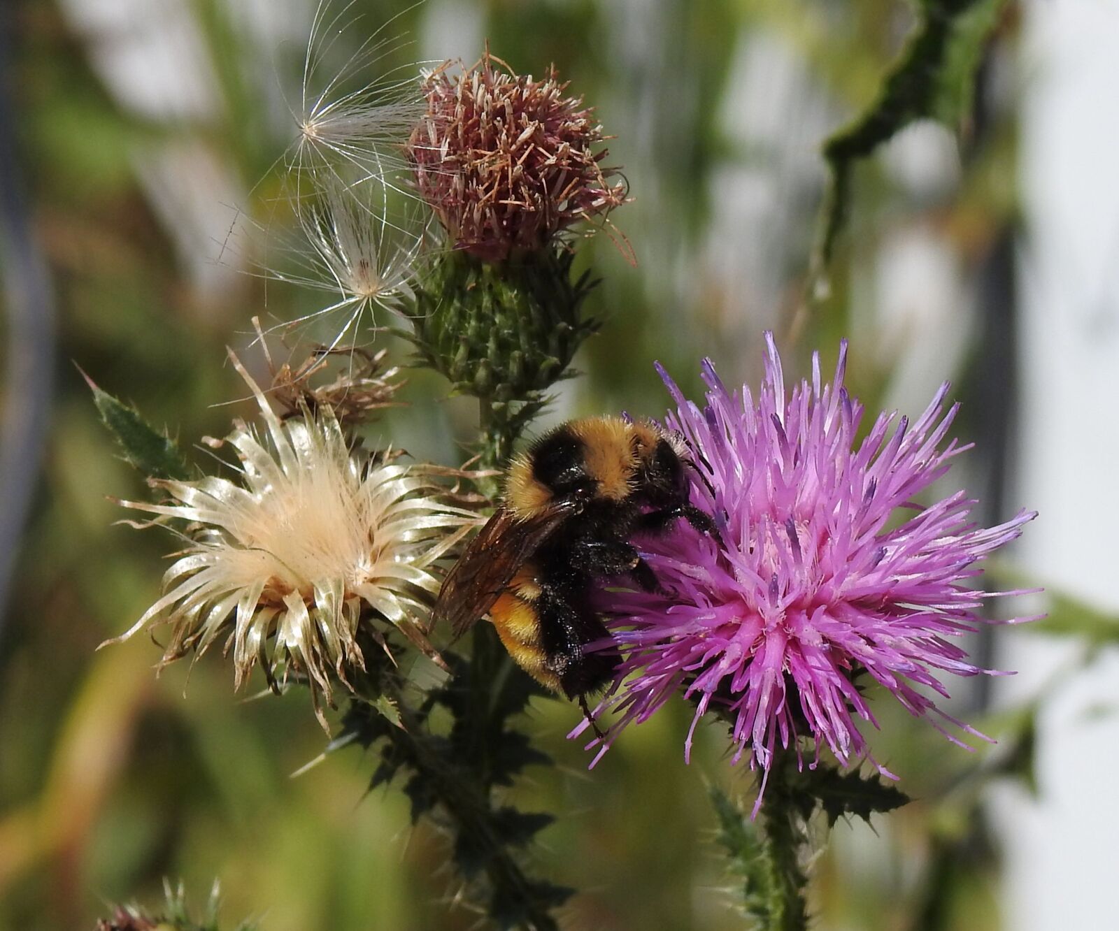 Nikon Coolpix P900 sample photo. Northern amber bumblebee, bombus photography
