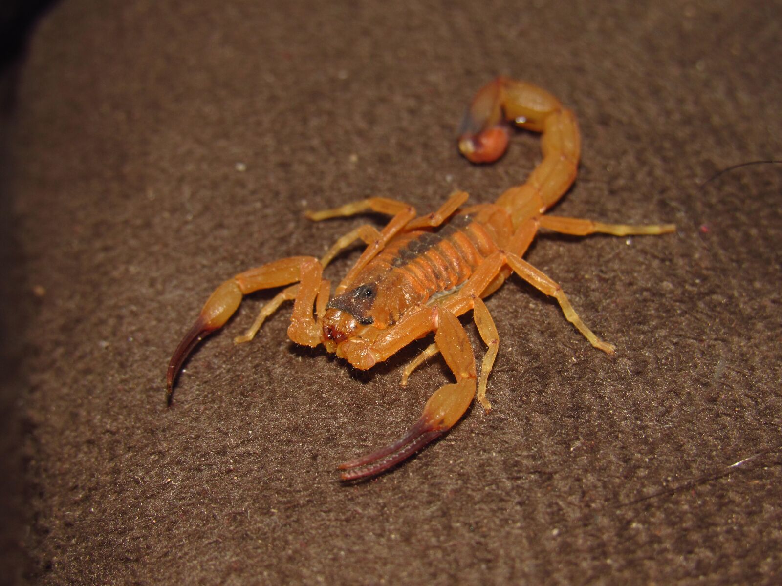 Canon PowerShot SX530 HS sample photo. The scorpion, insect, poison photography