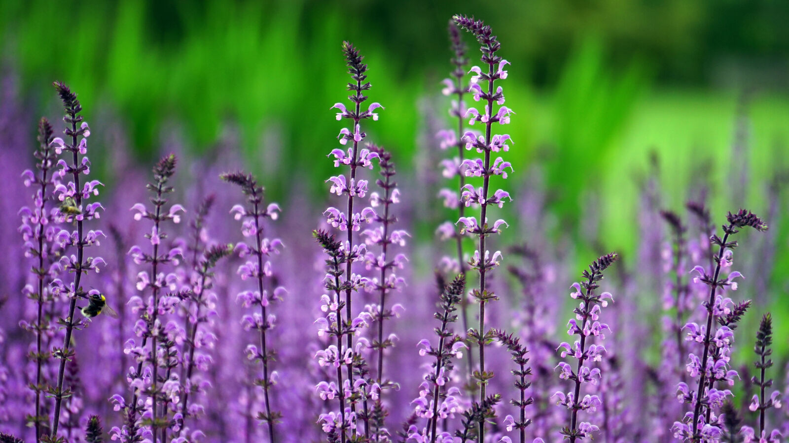 Sony E 55-210mm F4.5-6.3 OSS sample photo. Nature, summer, garden, plant photography