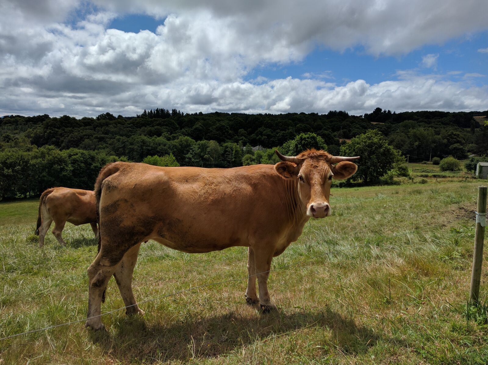 LG Nexus 5X sample photo. Cow, livestock, prado photography