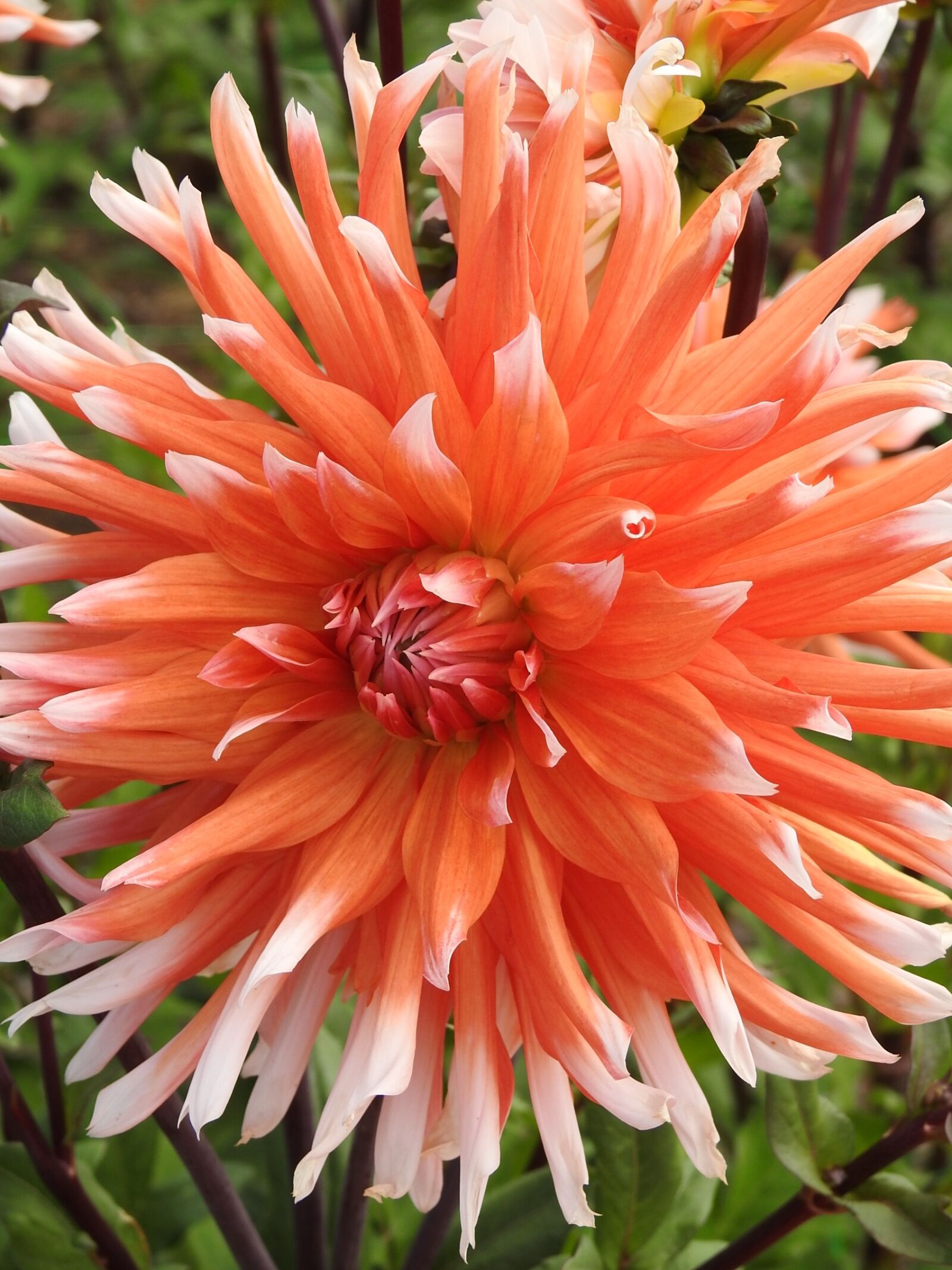 Nikon Coolpix P900 sample photo. Garden, summer flowers orange photography