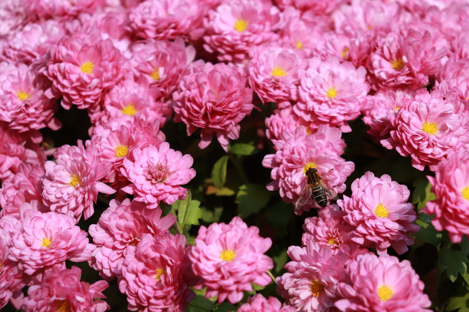 Canon EF-S 18-55mm F4-5.6 IS STM sample photo. Bee, flowers, zinnia photography