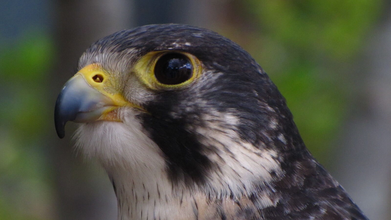 Canon PowerShot SX20 IS sample photo. Bird, of, prey, falcon photography
