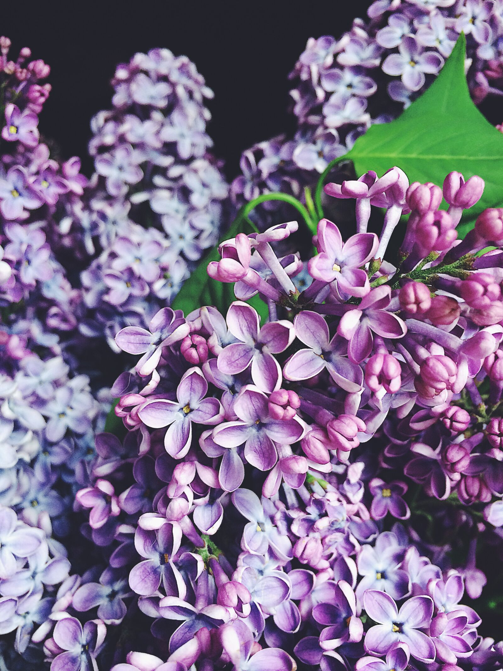 iPhone 5s back camera 4.15mm f/2.2 sample photo. Vladakaf, flower, lilac, nature photography