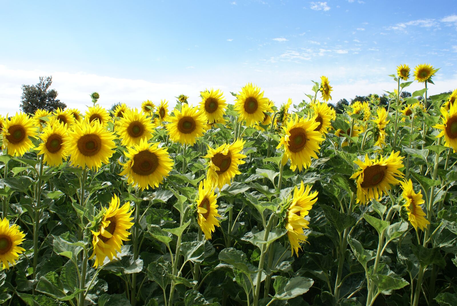 Sony Alpha DSLR-A100 sample photo. Flower, sunflower field, yellow photography