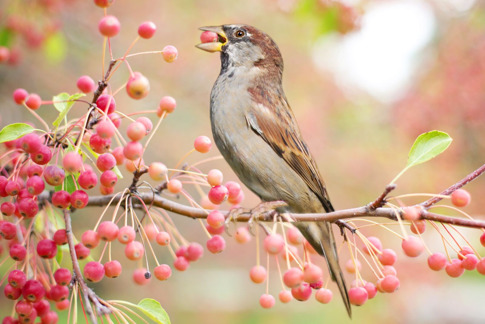 Canon EF 50mm F1.4 USM sample photo. Bird, autumn, fall photography