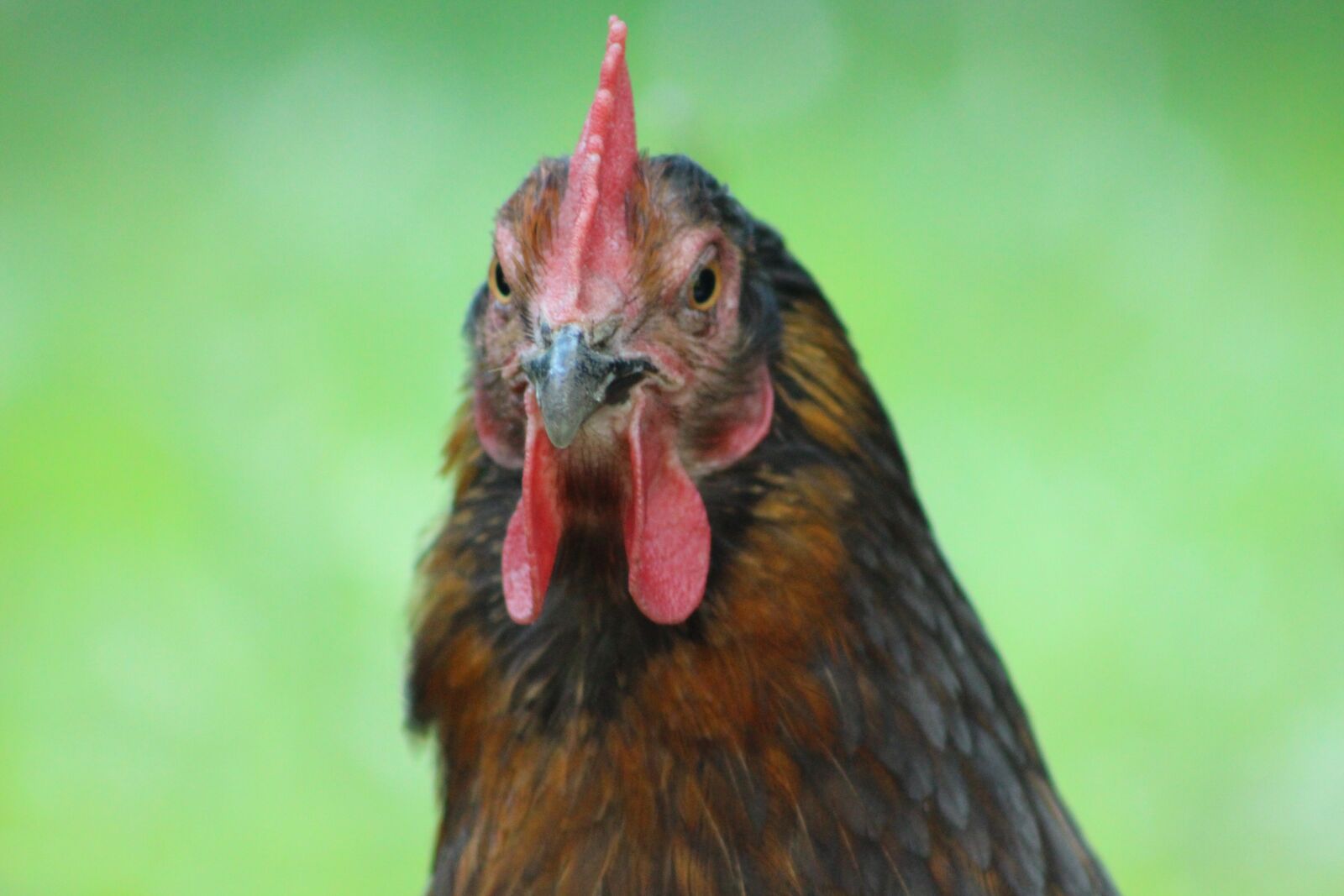 Canon EOS 700D (EOS Rebel T5i / EOS Kiss X7i) sample photo. Chicken, hen, poultry photography