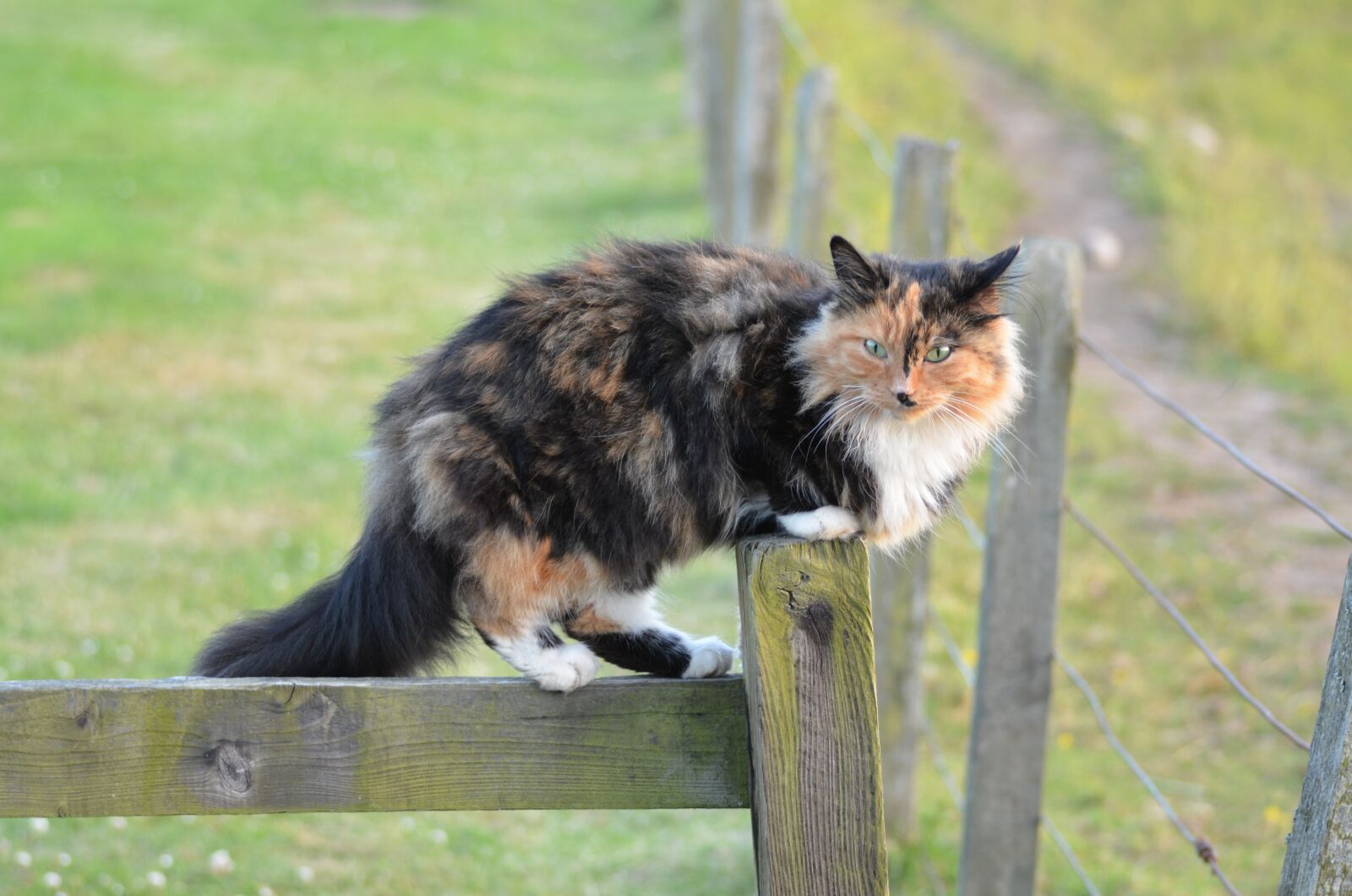 Nikon D5100 sample photo. Lucky cat, cat, three photography